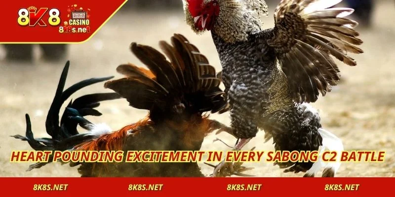 Heart pounding excitement in every Sabong C2 battle