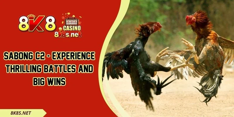 Sabong C2 - Experience Thrilling Battles And Big Wins