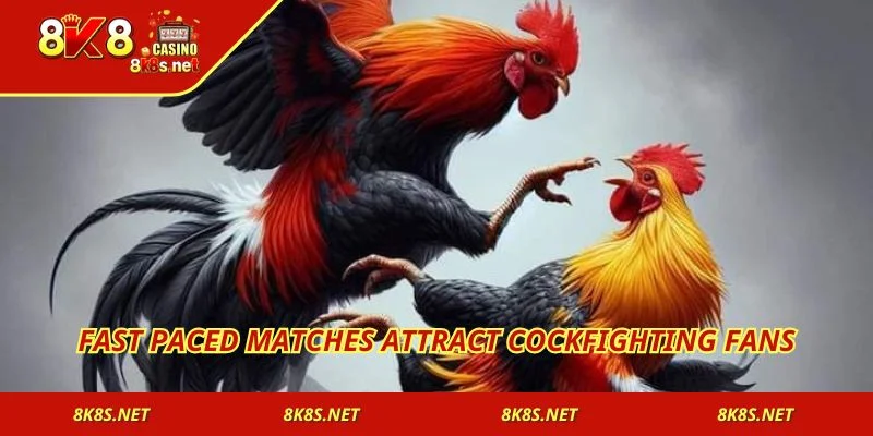 Fast paced matches attract cockfighting fans