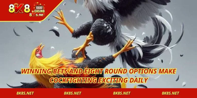 Winning bets and fight round options make Cockfighting exciting daily