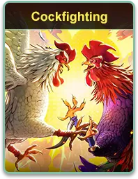 8k8 cockfighting