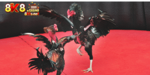 cockfighting betting tips