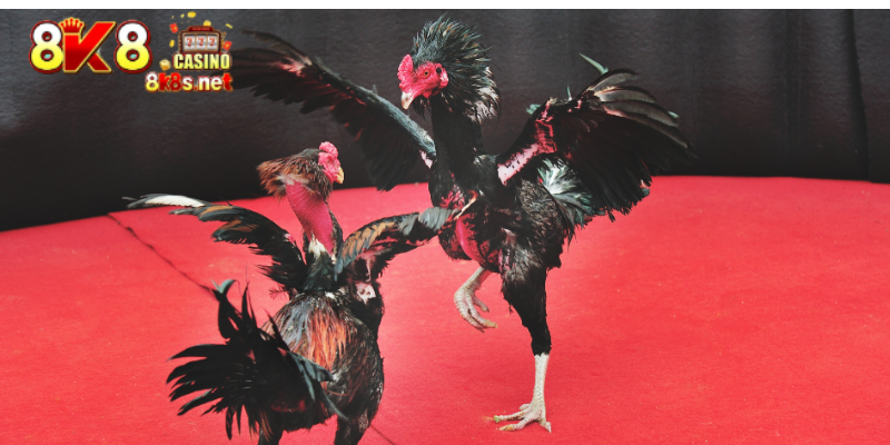 cockfighting betting tips