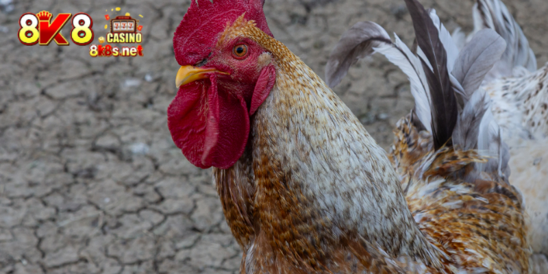 Why cockfighting betting tips matter today