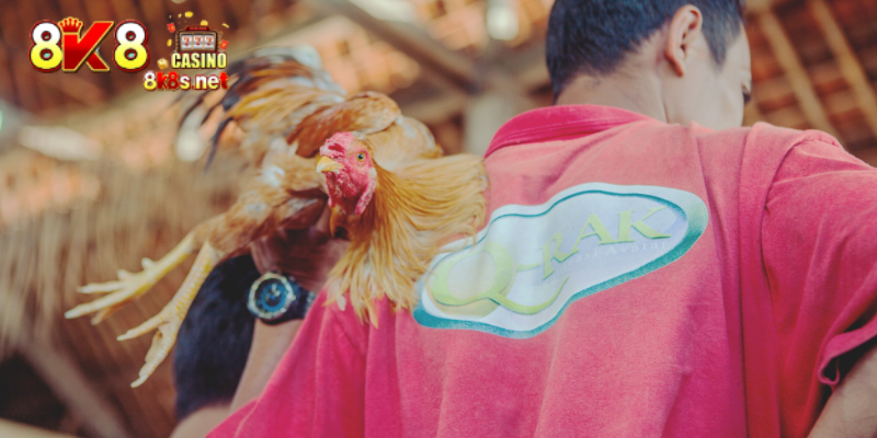 Core cockfighting betting tip for beginners
