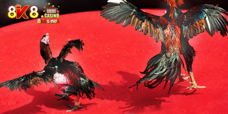 Cultural and economic significance of cockfighting betting tip